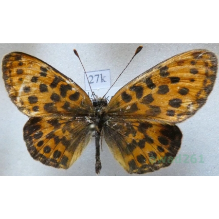 Boloria thore (Hübner, 1804) male Russia27k